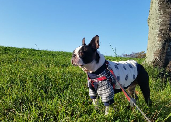 愛犬　愛猫との冬の過ごし方