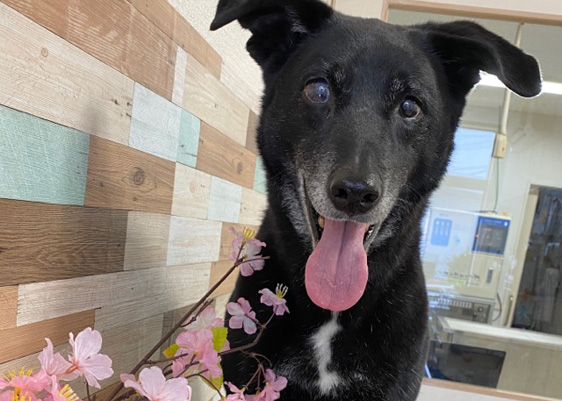 犬も食べられる春が旬の食べ物