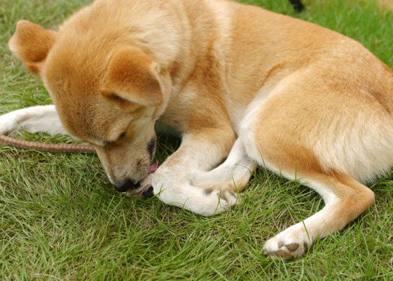 犬が足を舐めている理由について